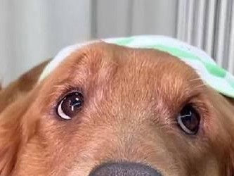 哺乳期金毛犬养护知识（科学饲养金毛哺乳期母犬，让它们健康成长）