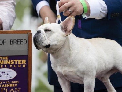 英国斗牛犬和法国斗牛犬（探索它们的外貌特征、性格和历史渊源）