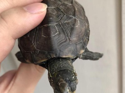 乌龟眼睛肿（保护乌龟眼睛健康，预防和治疗眼睛肿胀）