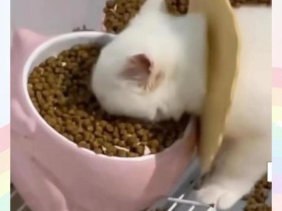 如何喂养没有长牙的猫咪？（人工喂养和其他喂食方法解析）
