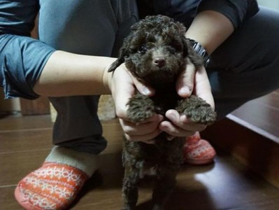 什么是泰迪犬？