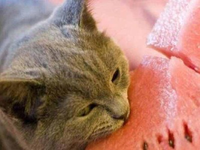 小猫崽的饮食习惯（揭秘小猫崽的口味偏好与营养需求）