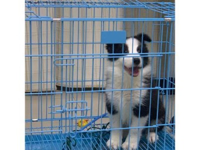 小狗在笼子里不停叫的原因（探究宠物犬在笼子中发出持续嘶吼声的原因及解决方法）
