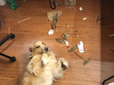饭量惊人的狗狗（了解这些饭量大的狗狗品种，避免经济压力的增加）