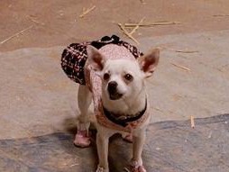 探秘娃娃犬的可爱魅力（了解娃娃犬的品种特点与养护技巧）