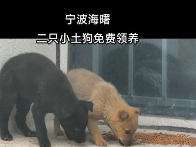 宁波旅游景区中适合携带狗狗的去处（探索宁波美景，与爱宠一起畅游）