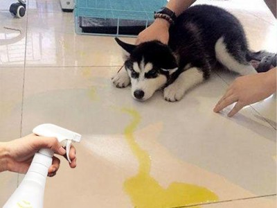 探究龙猫尿液的颜色与健康关系（龙猫尿液颜色变化的原因及应对方法）
