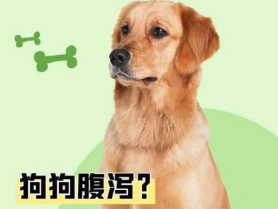 狗拉稀的饮食调理秘籍（用什么食物帮助狗狗摆脱拉稀困扰？）
