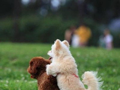 幼犬为什么喜欢跟陌生人走？（探究幼犬对陌生人的好奇心和依赖心理）