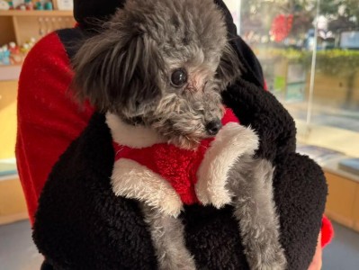 泰迪犬成长关键期的照顾指南（3~6个月的泰迪犬，宠主必读！）