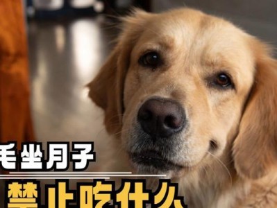 如何给金毛长出浓密亮丽的毛发（金毛养护秘笈，轻松打造绒毛般柔软的宠物伙伴）