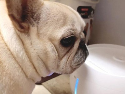 如何解决三个月大的狗狗总是喝水的问题（宠物健康需注意，每日喝水量也有讲究）