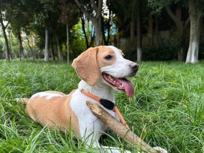 比格犬成年需要多久？（探索比格犬发育期及成熟时间的关键因素）