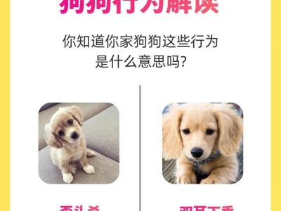 58个可爱“狗狗名”让你的宠物更有个性（以你家狗狗叫什么？挑选狗狗名字的58个灵感）
