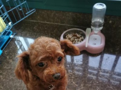 泰迪可怕的食物——致死的菜肴（小狗泰迪的生命危机与我们的责任）