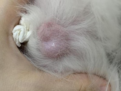 狗狗蛋蛋很大的病因及治疗方法探究（探寻引起狗狗蛋蛋肿大的原因及治疗方式）