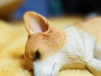 小狗狗的长眠之谜（为什么小狗狗每天要睡那么久？）