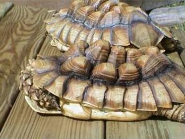 选择适合养殖的陆龟品种（探索最佳饲养乌龟的选择和注意事项）