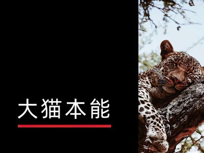 猫咪（揭秘猫咪的驯化历程及其对人类的影响）