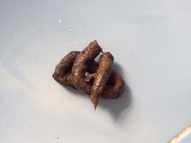 狗狗便软的原因及处理方法（探讨狗狗便软的常见原因和有效的处理方法）