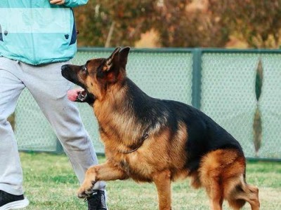 德国牧羊犬健康黄色预警信号剖析（以宠物为主，关注健康预警信号，提高宠物的生命质量）