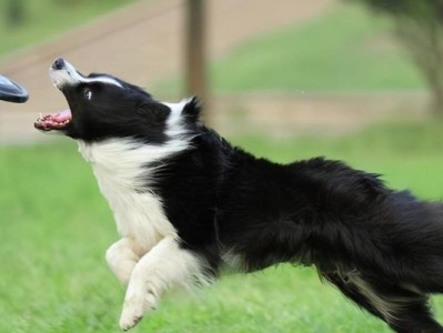 边境牧羊犬的价格究竟多少？（揭秘边境牧羊犬价格的背后因素与变动情况）