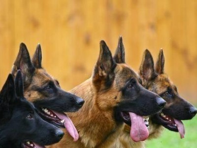 揭秘德国牧羊犬价格的5大因素（了解德国牧羊犬价格的关键因素及其影响）