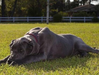 大丹犬能否饮用牛奶？（解析大丹犬是否适合饮用牛奶及其影响）