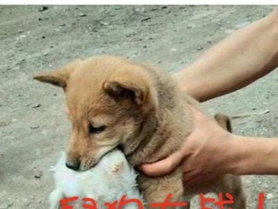 中华田园犬饲养全攻略（如何正确地饲养中华田园犬，打造健康快乐的宠物生活？）