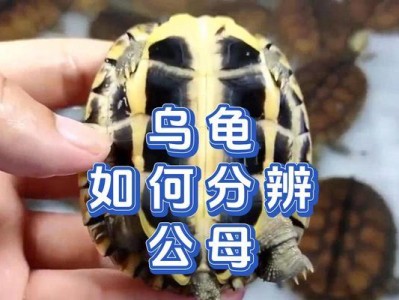如何以中华草龟区分公母？（掌握准确的区分方法，轻松辨别中华草龟的性别）