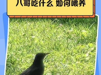 幼八哥的换毛周期及注意事项（了解幼八哥的毛发生长周期，做好换毛保健工作）