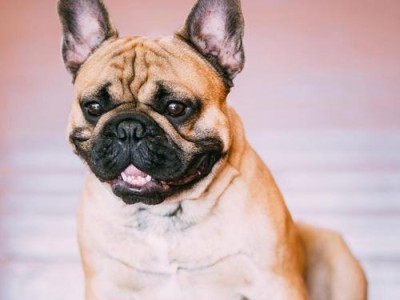 以泰国英国斗牛犬为主题的狗狗魅力剖析（泰国英国斗牛犬的特点及养护技巧）