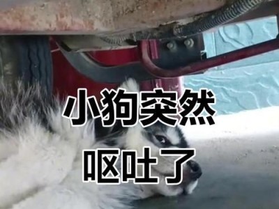 小狗饥饿的生存极限是多久？（揭秘小狗饥饿耐受力的奥秘）