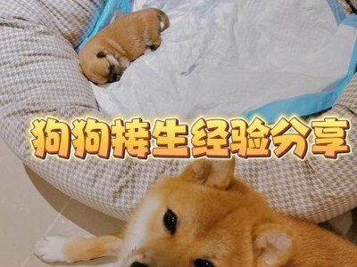 狗狗接生到底要多久？（探究狗狗接生过程中的时间变化和关键因素）