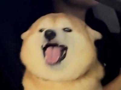 狗狗为什么会头歪来歪去？（探究狗狗头歪的原因和意义）