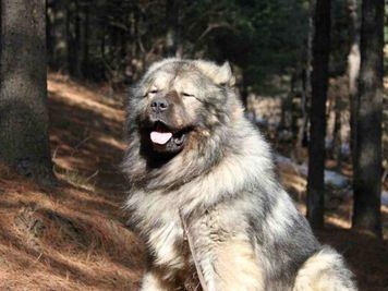 大瑞士山地犬的饲养与训练（了解大瑞士山地犬的特点和需求，打造健康快乐的生活环境）