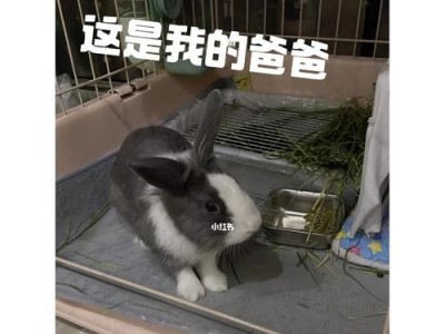 白加黑狗的品种和特征（探索白加黑狗的神秘面纱）