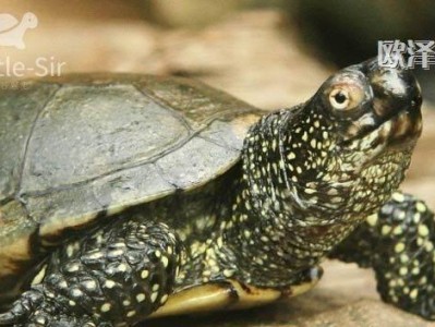 详细介绍日本石龟的饲养方法（从水族箱的选择到饲料的投喂，让您轻松养好宠物龟）