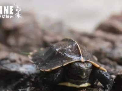 锯缘龟饲养全指南（让你的宠物锯缘龟健康快乐生活）