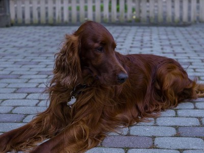 爱尔兰雪达犬饲养指南（以爱尔兰雪达犬的健康、幸福为出发点）