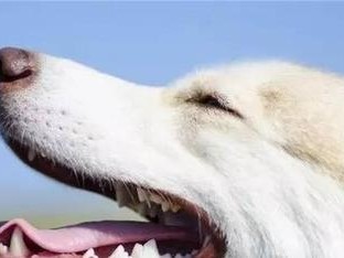 狗狗的牙齿构成与保健（探寻狗狗牙齿神秘世界，让宠物口腔健康）