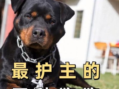 以种犬的意义（探索纯种犬的遗传优势及挑战）