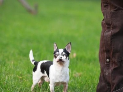 如何正确饲养法国指示猎犬（以宠物为主的全面指南）