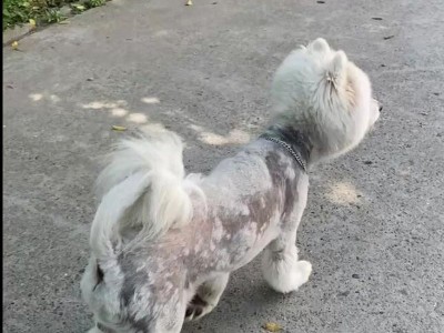 狗狗罕见难治疾病的挑战（探索狗狗罕见疾病治疗的可能性）