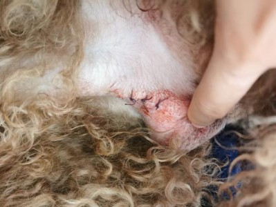 狗狗蛋蛋身上的白点是什么？（揭开狗狗蛋蛋身上白点的奥秘，解析常见的白点类型）