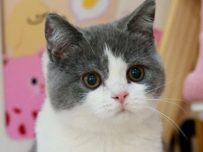了解英国短毛猫（英国短毛猫的起源、特征和护理技巧）