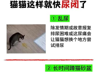 猫的排尿频率有多长时间？（探究猫咪的排尿习惯及注意事项）