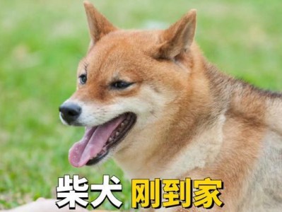 狗狗五个月的护理需注意什么？（狗狗五个月护理指南，助你成为贴心的主人）