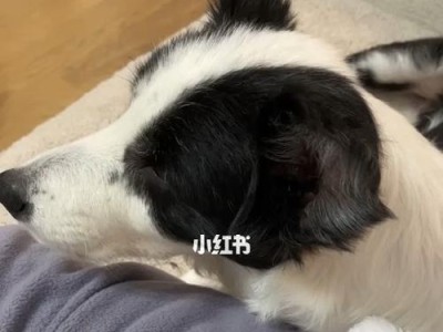 边境牧羊犬皮肤病的症状和预防（了解犬皮肤病症状，为宠物健康护航）