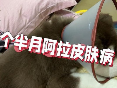 阿拉斯加母狗常见疾病及预防方法（深入了解阿拉斯加母狗容易患的疾病，掌握科学预防措施）